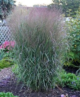 Apache Rose Switchgrass, Panicum Virgatum
Ornamental Grasses in Pots 
Proven Winners
Sycamore, IL