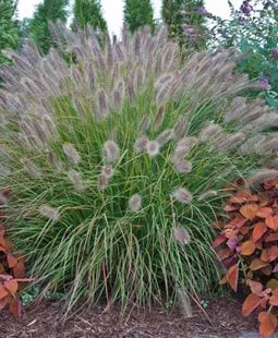 Desert Plains Pennisetum, Fountain Grass
Ornamental Grasses in Pots
Proven Winners
Sycamore, IL