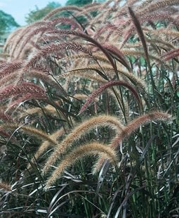 Purple Fountain Grass, Pennisetum Setaceum 'rubrum', Ornamental Grass
Ornamental Grasses in Pots
Proven Winners
Sycamore, IL