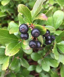 Low Scape Mound Chokeberry