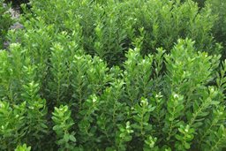 COMPACTA INKBERRY HOLLY