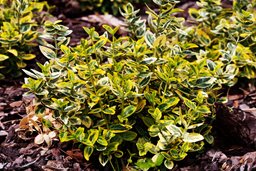 EMERALD 'N' GOLD WINTERCREEPER EUONYMUS