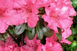 Girard’s Rose Azalea