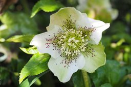 Hellebore Flower