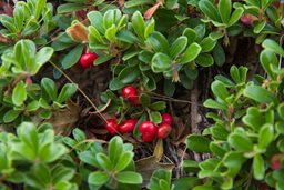 MASSACHUSETTS BEARBERRY