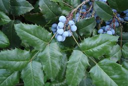 OREGON GRAPE HOLLY
