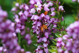 SPRINGWOOD PINK WINTER HEATH