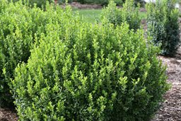10 Best Evergreen Shrubs Bushes For Sun Or Shade Garden Design 10 Best Evergreen Shrubs Bushes For