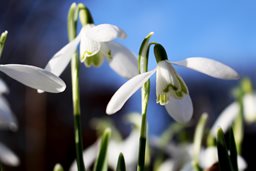 Snowdrop Flower