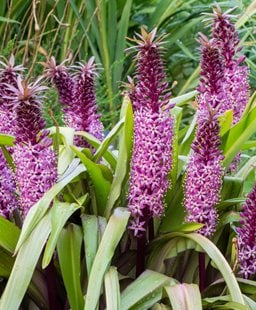 Pineapple lily (<em>Eucomis</em> ‘Joy's Purple’)