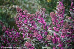 Pearl Glam Beautyberry, Callicarpa Pearl Glam
Proven Winners
Sycamore, IL