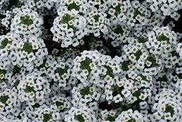 White Alyssum, Snow Princess
Proven Winners
Sycamore, IL