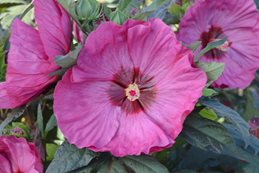 Hibiscus Berry Awesome, Rose Mallow
Proven Winners
Sycamore, IL