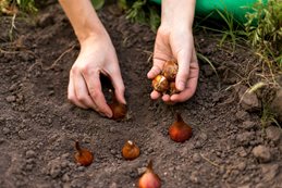 Planting Tulips, Planting Bulbs
Shutterstock.com
New York, NY