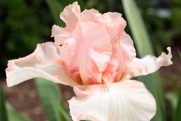 Iris Germanica, Beverly Sills, Pink Flower, Bearded Iris
Alamy Stock Photo
Brooklyn, NY
