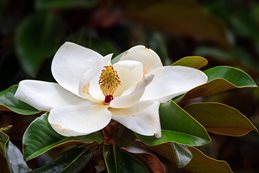 Magnolia Flower, White Tree Flower
Shutterstock.com
New York, NY