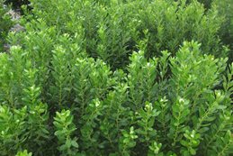 Compacta Inkberry Holly, Illex Glabra Compacta, Evergreen Shrub
Garden Design
Calimesa, CA