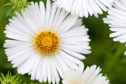 Symphyotrichum Novae-Angliae, Herbstschnee, White Flower
Garden Design
Calimesa, CA