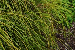 Thuja Plicata, Whipcord
Millette Photomedia
,
