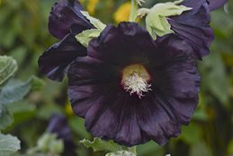 Alcea Rosea, Blacknight, Black Flower, Hollyhock
Walters Gardens