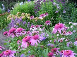 A Rustic Perennial Paradise
Plant Paradise Country Gardens
Caledon, ON
