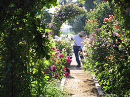 "Dream Team's" Portland Garden
Christopher Whelan (Homeowner)
San Joaquin Valley, CA