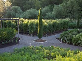 "Dream Team's" Portland Garden
MIX Garden
Healdsburg, CA