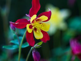 Aquilegia Kansas’ Flowers
Garden Design
Calimesa, CA