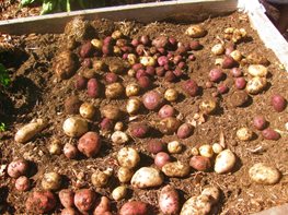 harvesting potatoes