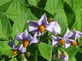 potato flowers