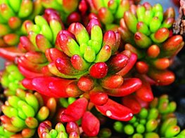 Sedum
Great Garden Plants
,