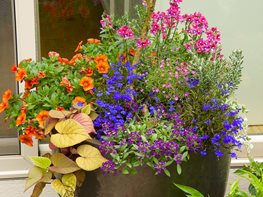 Summer Container, Colorful Container Suzinn Weiss Garden & Design LLC Portland, OR