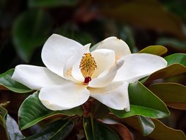 magnolia-flower-white-tree-flower-shutterstock-com_12302.jpg
