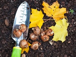 Autumn Gardening Guide | Garden Design
