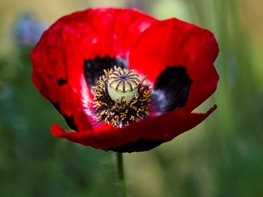 Papaver Commutatum
Garden Design
Calimesa, CA
