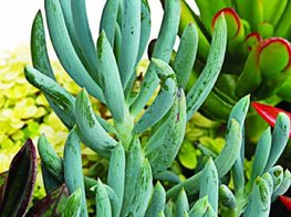 Senecio
Great Garden Plants
,