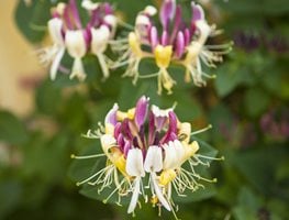 Common Honeysuckle, Woodbine
7 Elegant Watering Essentials
Shutterstock.com
New York, NY