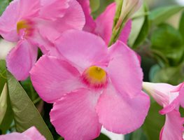 Sun Parasol Giant Pink Mandevilla, Pink Mandevilla Flower, Mandevilla Hybrid
7 Elegant Watering Essentials
Proven Winners
Sycamore, IL