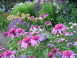 A Rustic Perennial Paradise
Plant Paradise Country Gardens
Caledon, ON