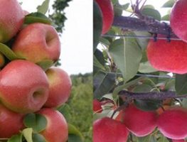 Apples
"Dream Team's" Portland Garden
Garden Design
Calimesa, CA