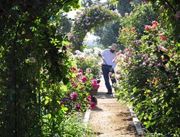"Dream Team's" Portland Garden
Christopher Whelan (Homeowner)
San Joaquin Valley, CA