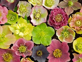 Closeup_lenten_rose_hybrids
"Dream Team's" Portland Garden
Joanne Fuller (Homeowner)
Portland, OR