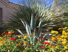 Desert Garden Plants
"Dream Team's" Portland Garden
Shutterstock.com
New York, NY