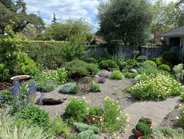 Drought Tolerant Gravel Garden
"Dream Team's" Portland Garden
Garden Design
Calimesa, CA