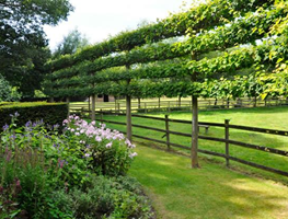 Fruit Garden Design