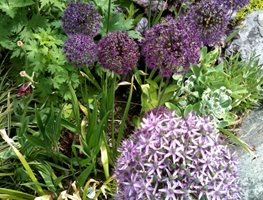 "Dream Team's" Portland Garden
Garden Design
Calimesa, CA