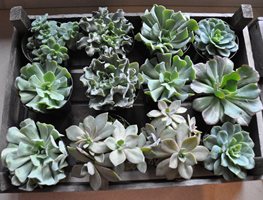 "Dream Team's" Portland Garden
Garden Design
Calimesa, CA