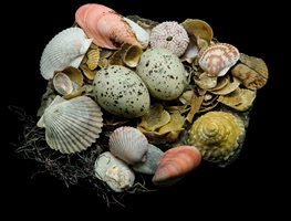 "Dream Team's" Portland Garden
Garden Design
Calimesa, CA