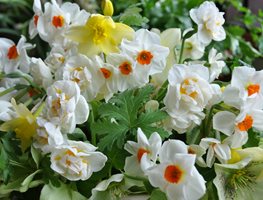 "Dream Team's" Portland Garden
Garden Design
Calimesa, CA