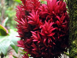 "Dream Team's" Portland Garden Garden Design Calimesa, CA